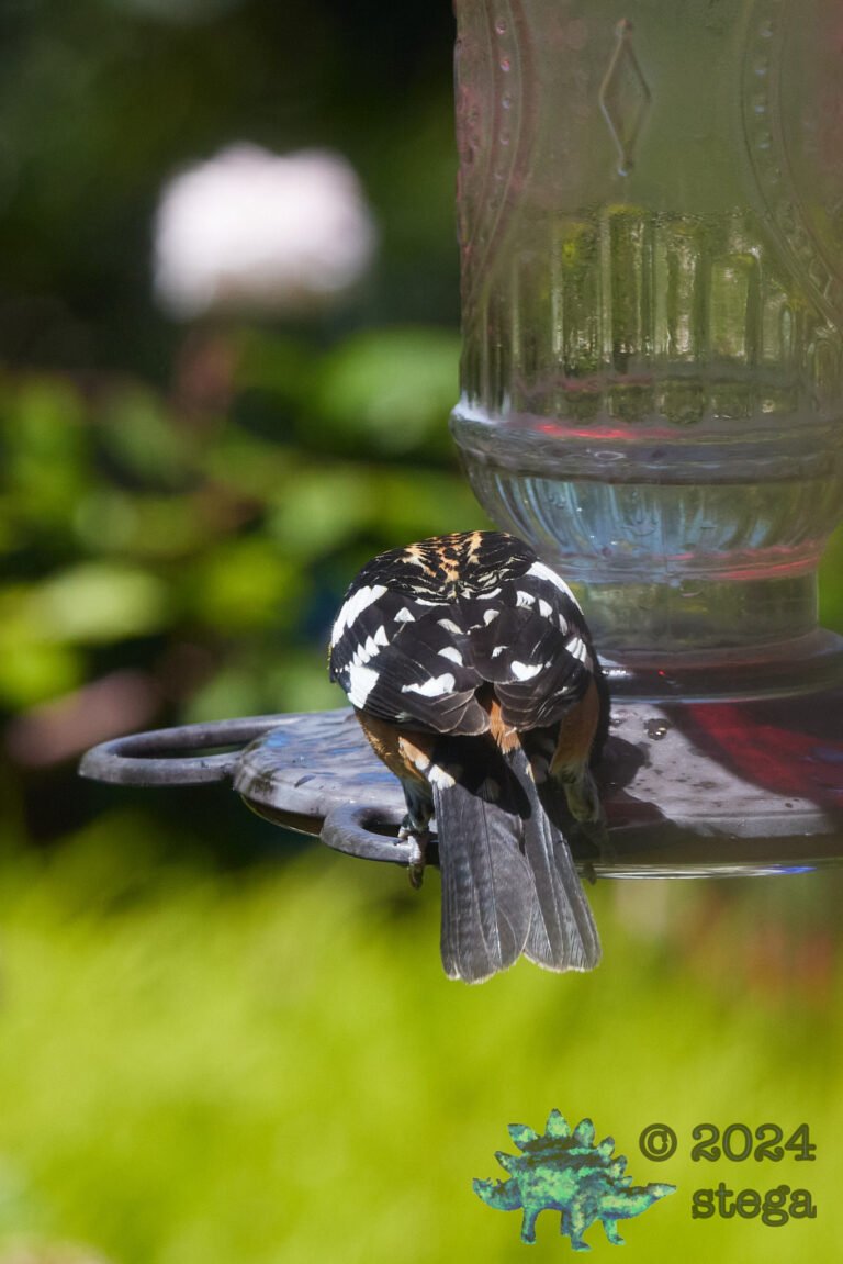 Black-Headed Grossbeak