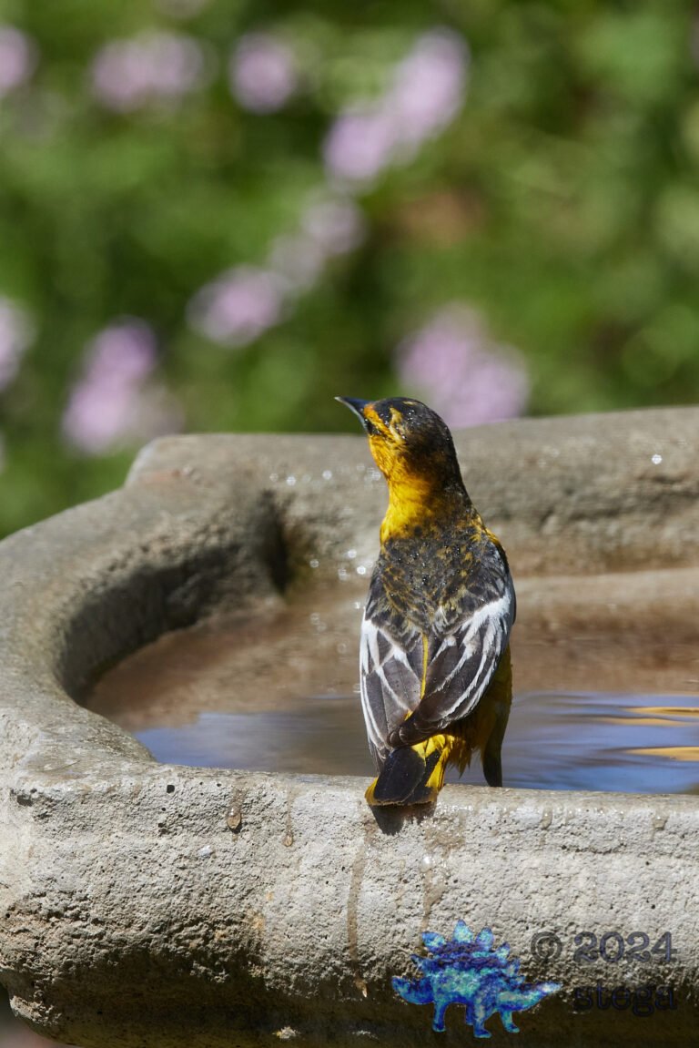 Bullock’s Oriole