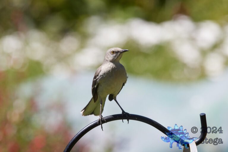 Northern Mockingbird