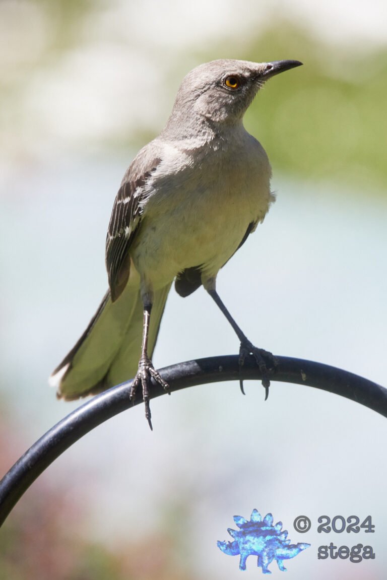 Northern Mockingbird