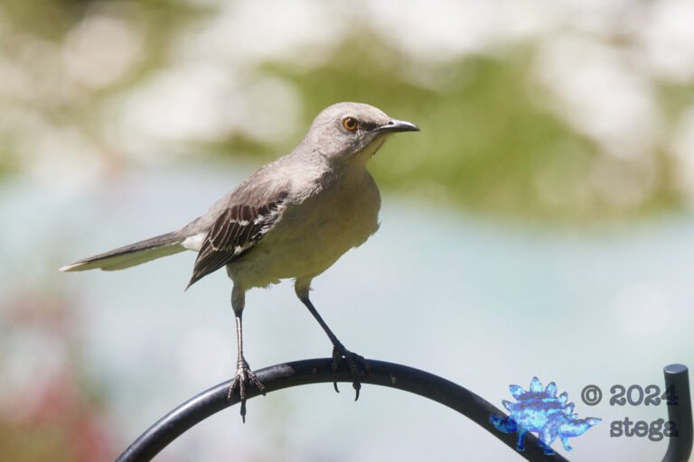 Northern Mockingbird