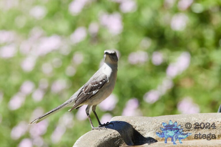 Northern Mockingbird