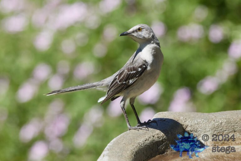 Northern Mockingbird