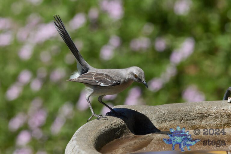 Northern Mockingbird