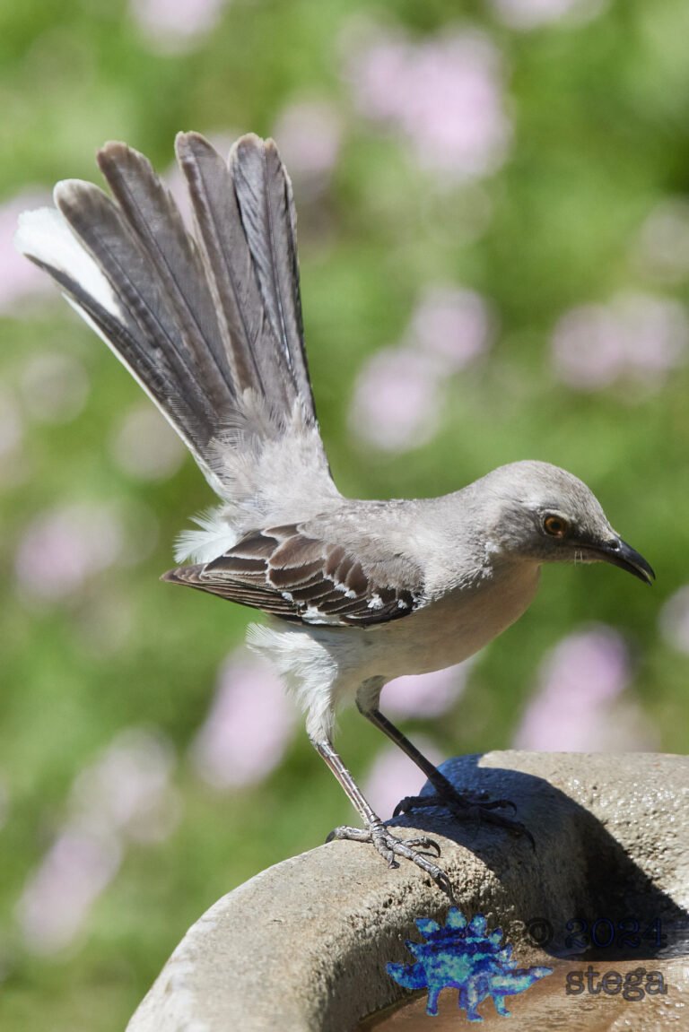 Northern Mockingbird