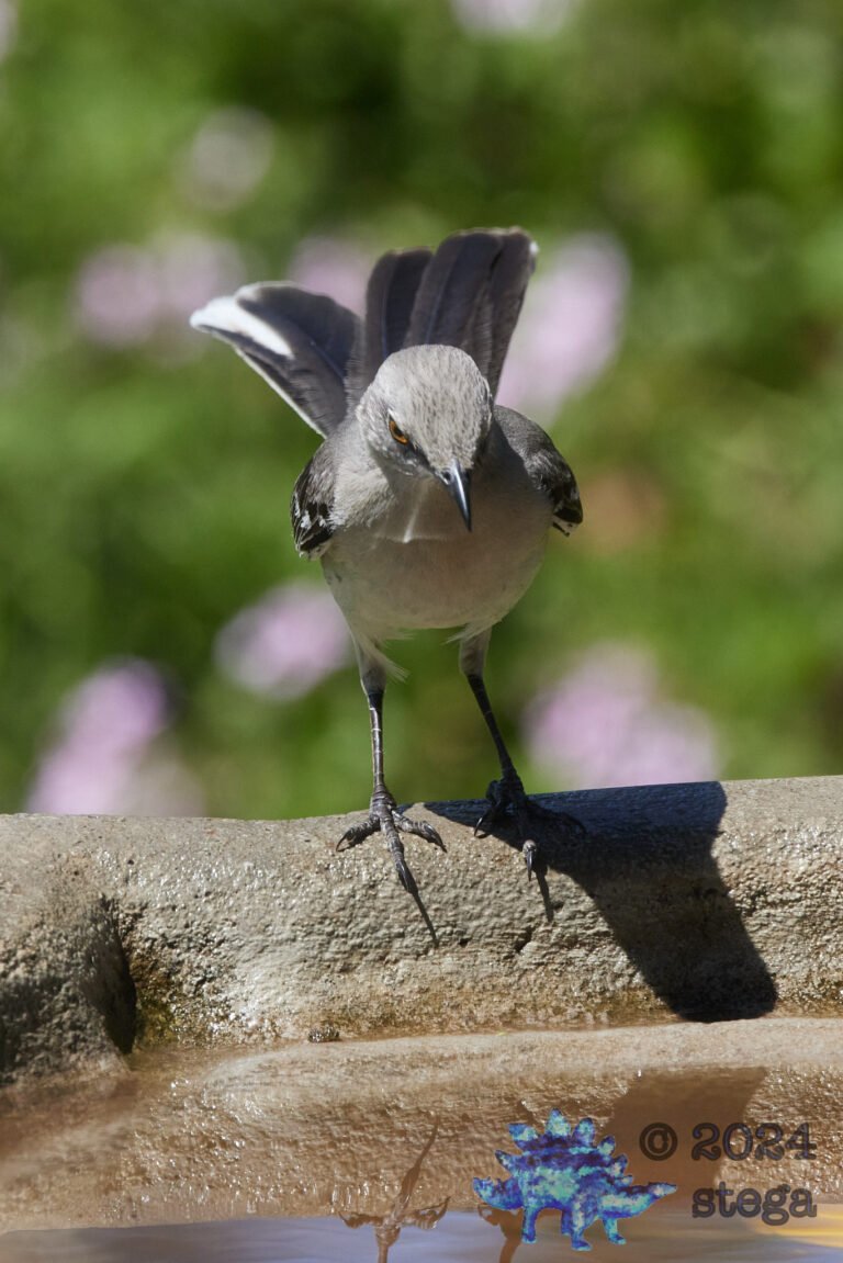 Northern Mockingbird