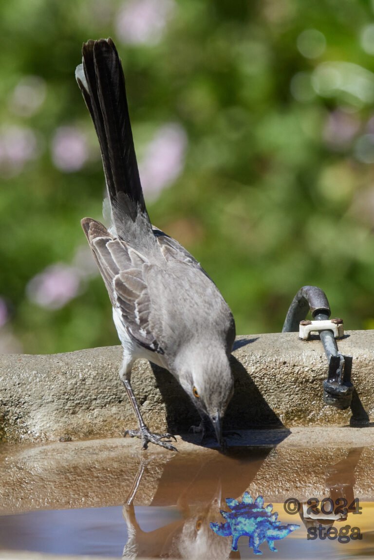 Northern Mockingbird