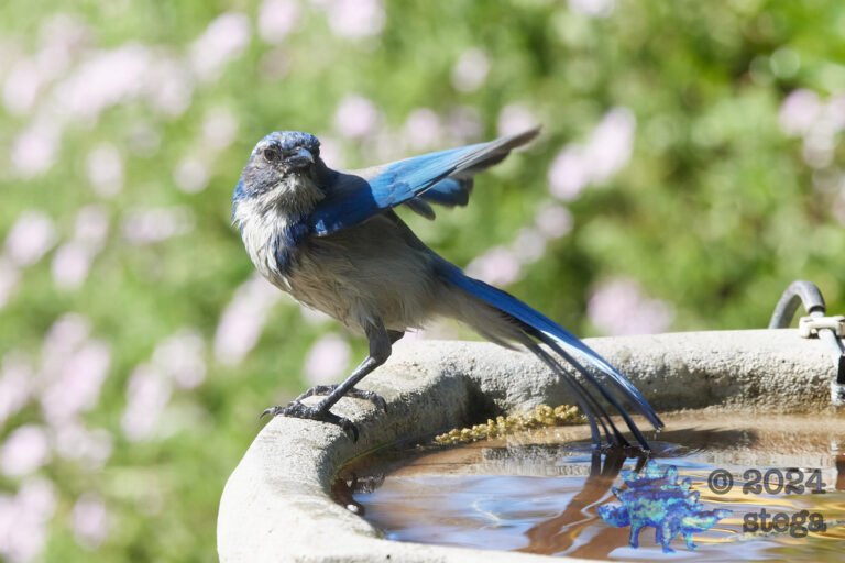 California Scrub Jay