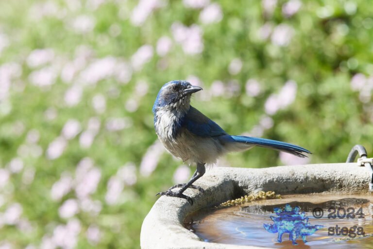 California Scrub Jay