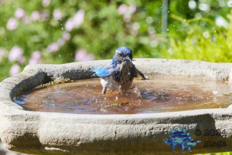 California Scrub Jay