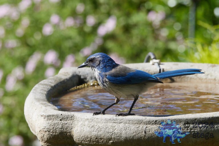 California Scrub Jay