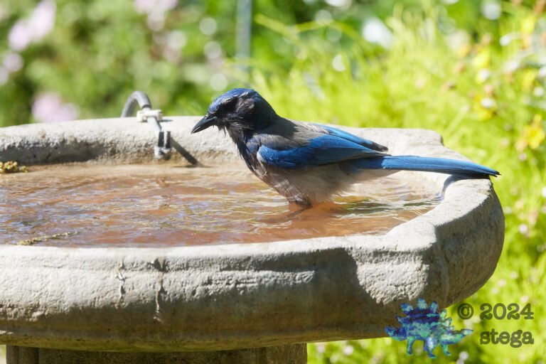 California Scrub Jay