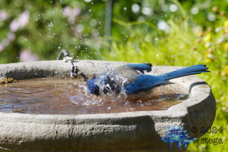 California Scrub Jay
