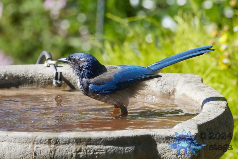 California Scrub Jay