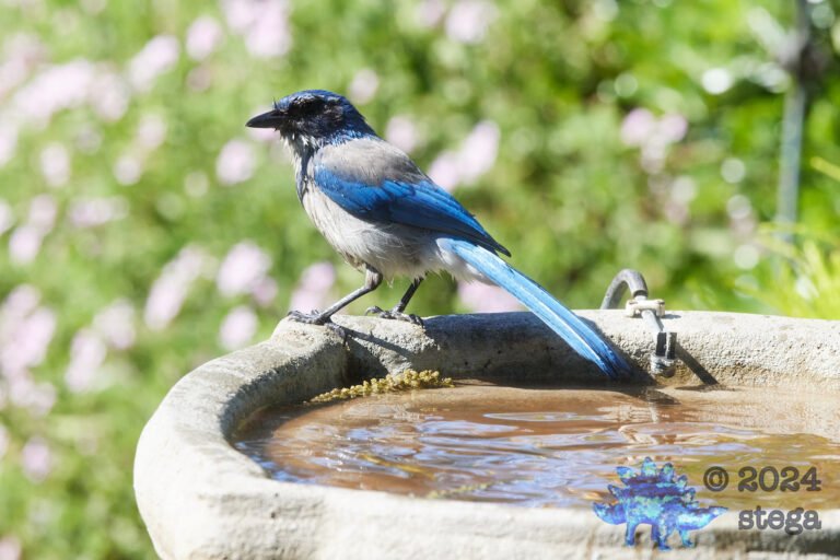 California Scrub Jay