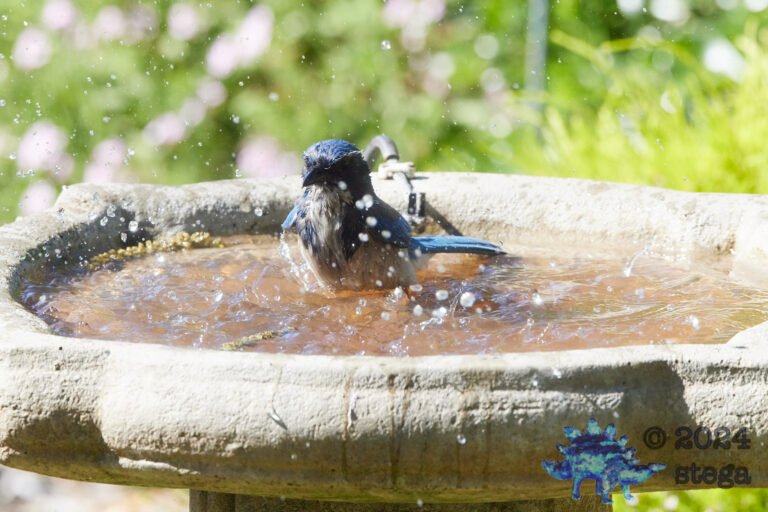 California Scrub Jay