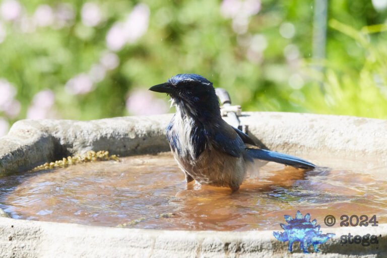 California Scrub Jay