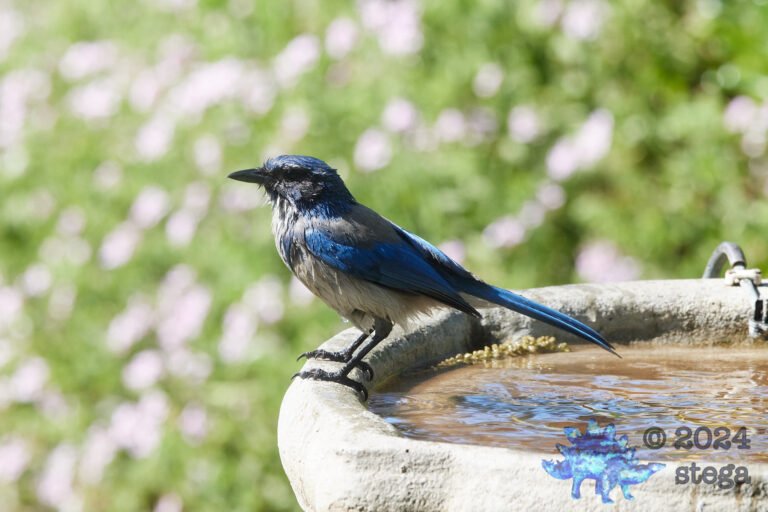 California Scrub Jay