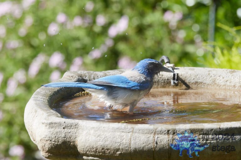 California Scrub Jay