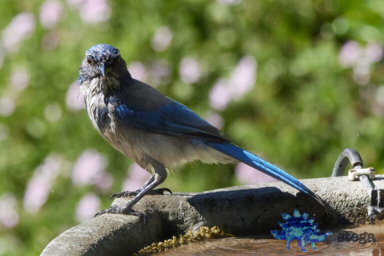 California Scrub Jay