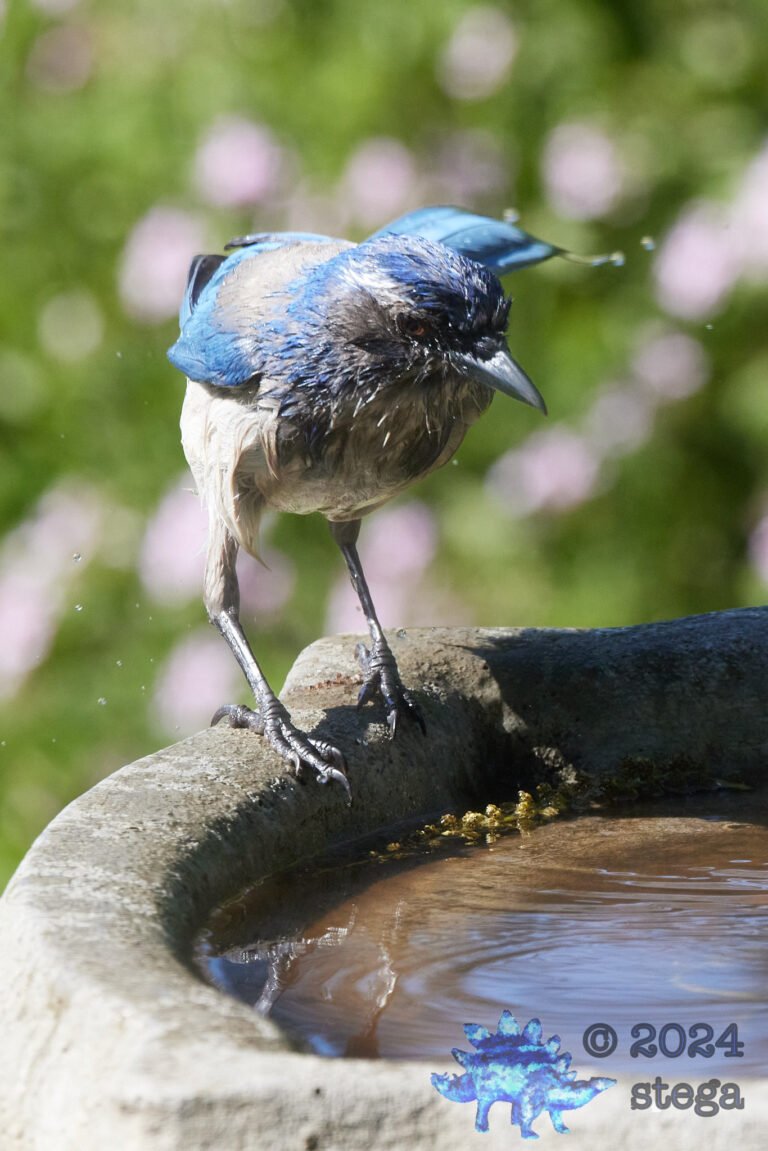 California Scrub Jay