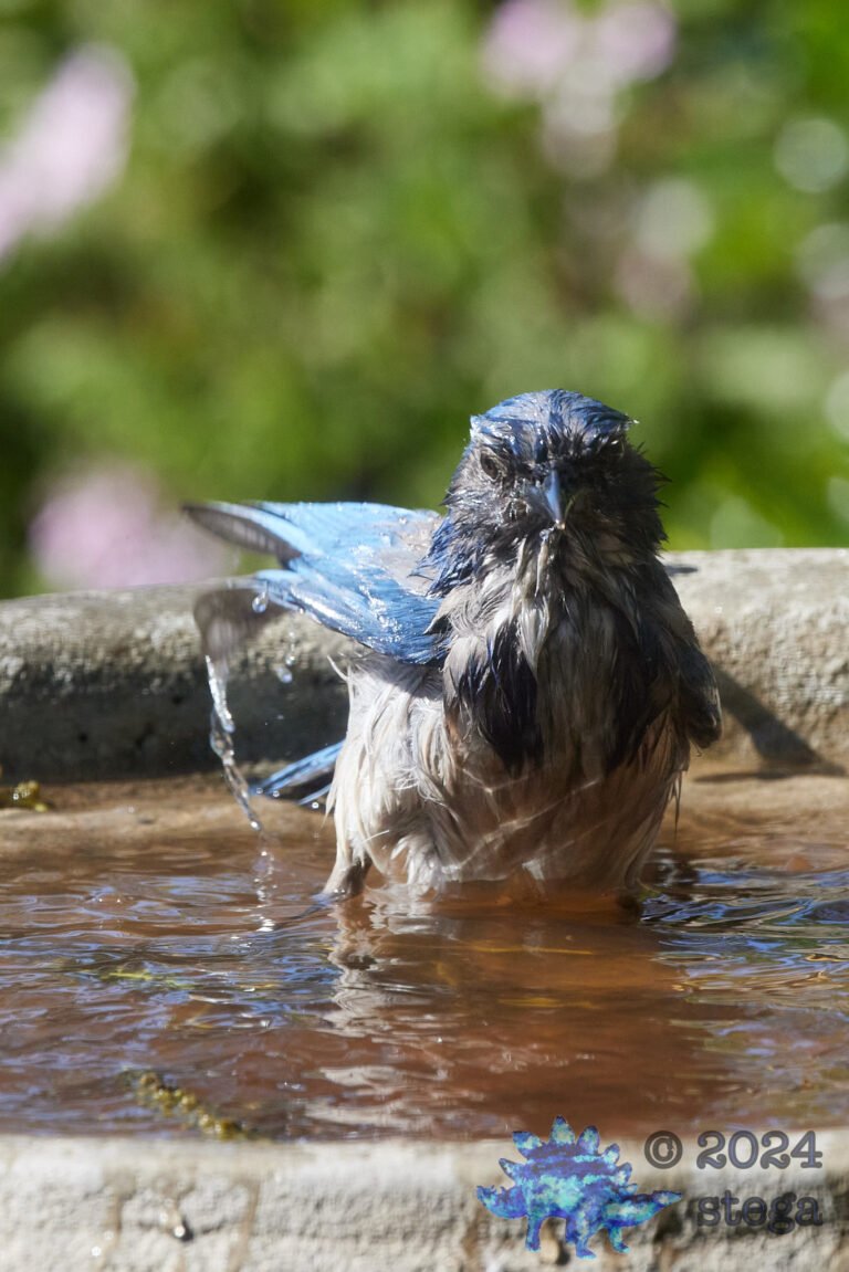 California Scrub Jay