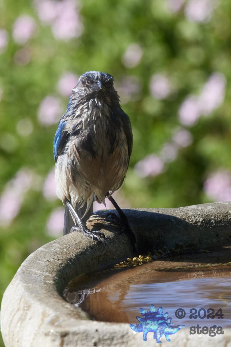 California Scrub Jay