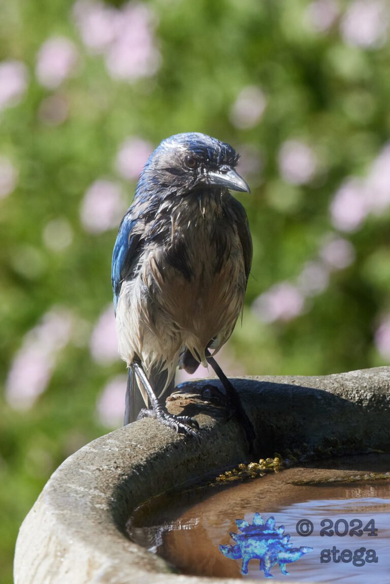 California Scrub Jay