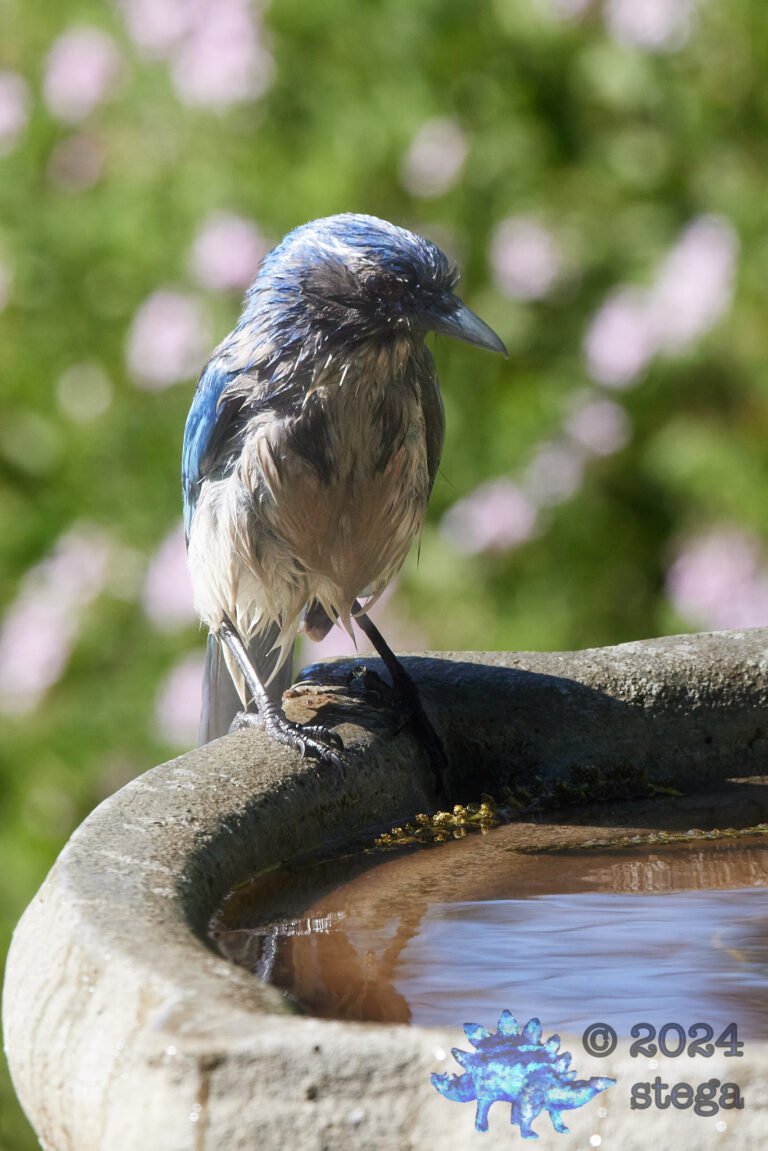 California Scrub Jay