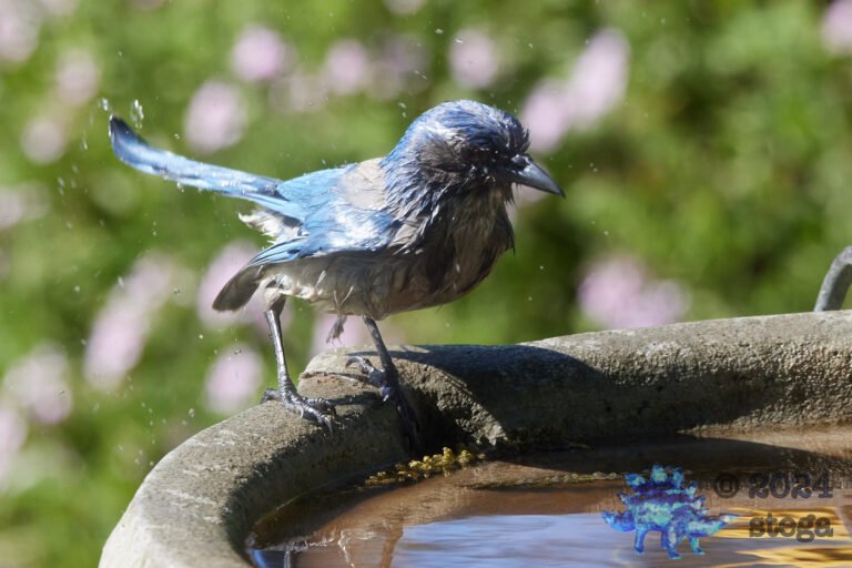 California Scrub Jay