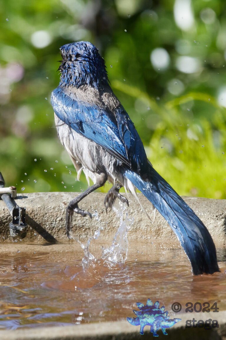 California Scrub Jay