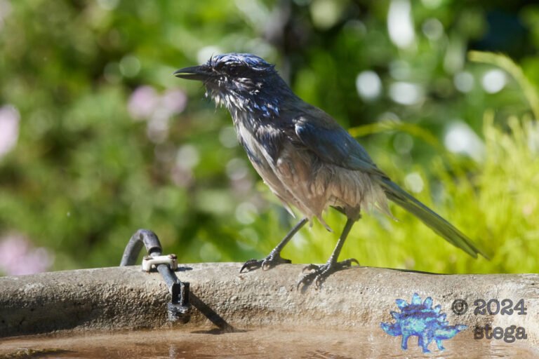 California Scrub Jay