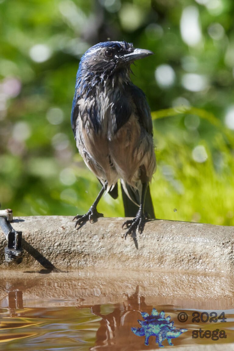 California Scrub Jay