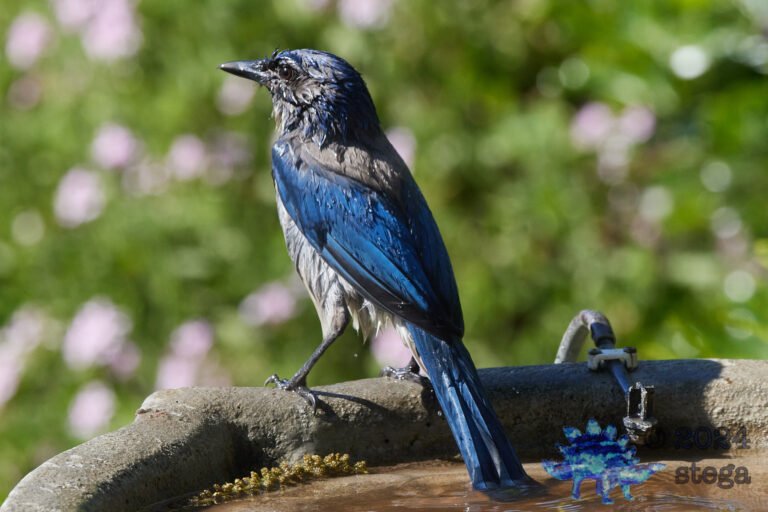 California Scrub Jay