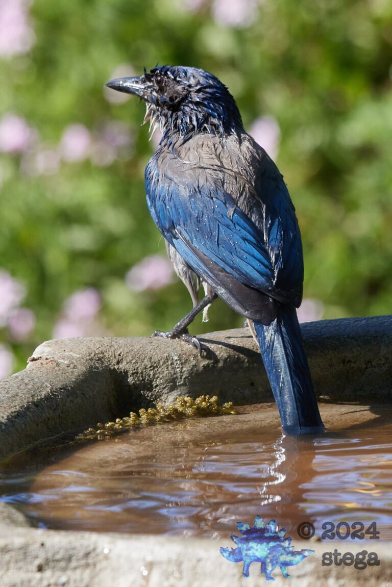 California Scrub Jay