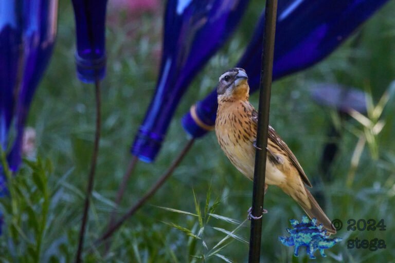 Black-Headed Grossbeak