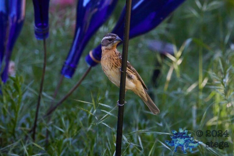 Black-Headed Grossbeak
