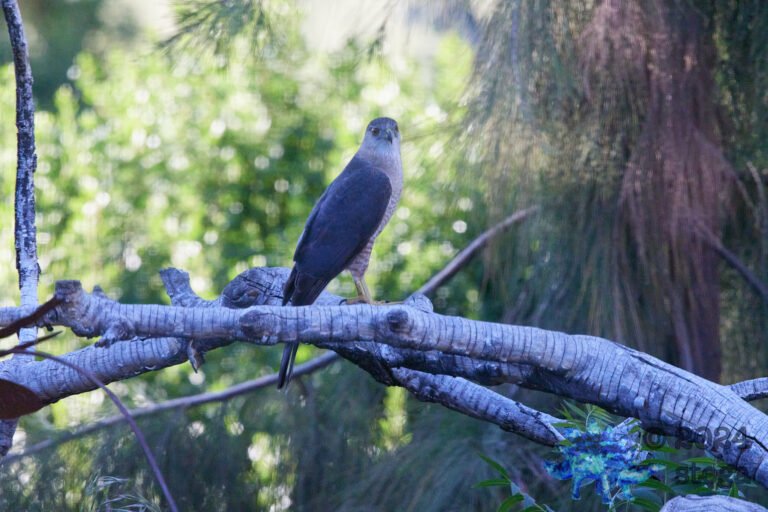 Cooper’s Hawk