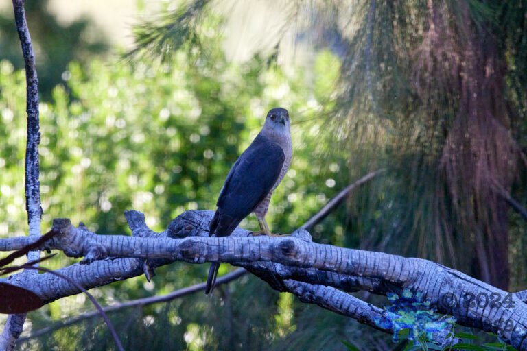Cooper’s Hawk