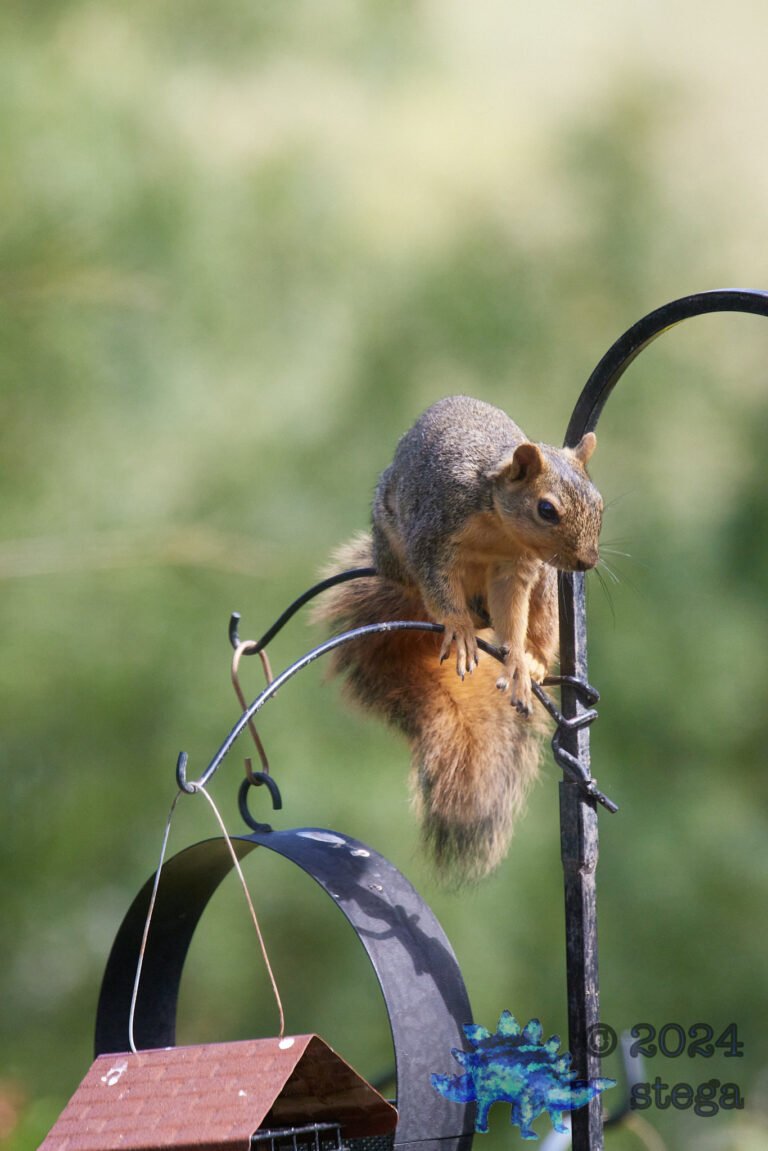 Fox Squirrel