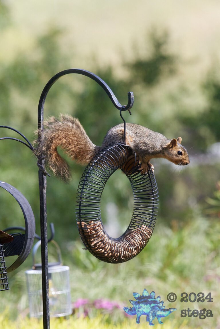 Fox Squirrel