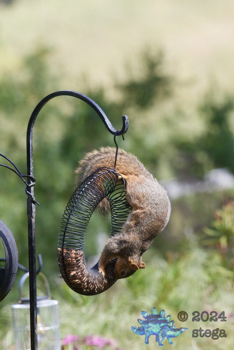 Fox Squirrel