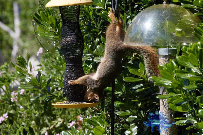 Fox Squirrel