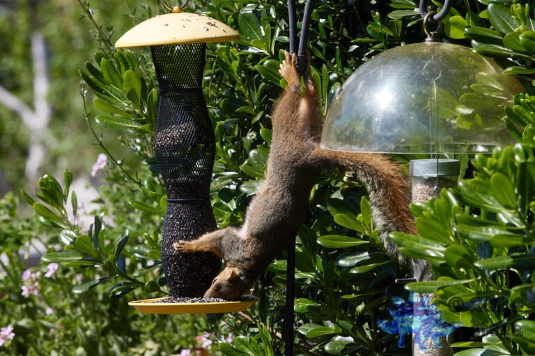 Fox Squirrel