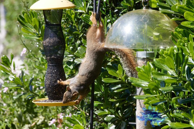 Fox Squirrel