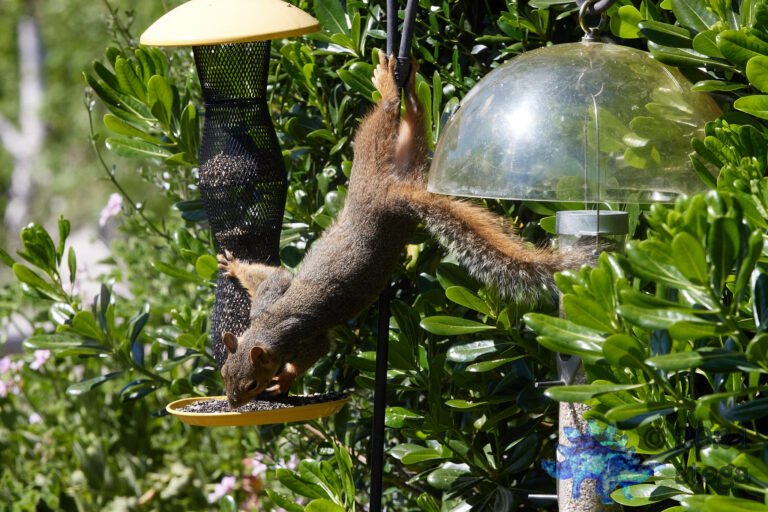 Fox Squirrel