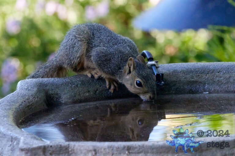 Fox Squirrel