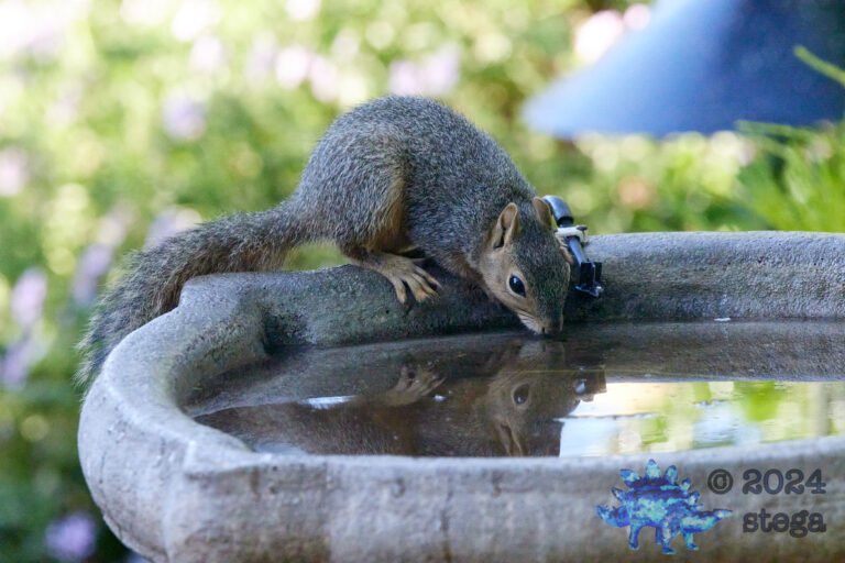 Fox Squirrel