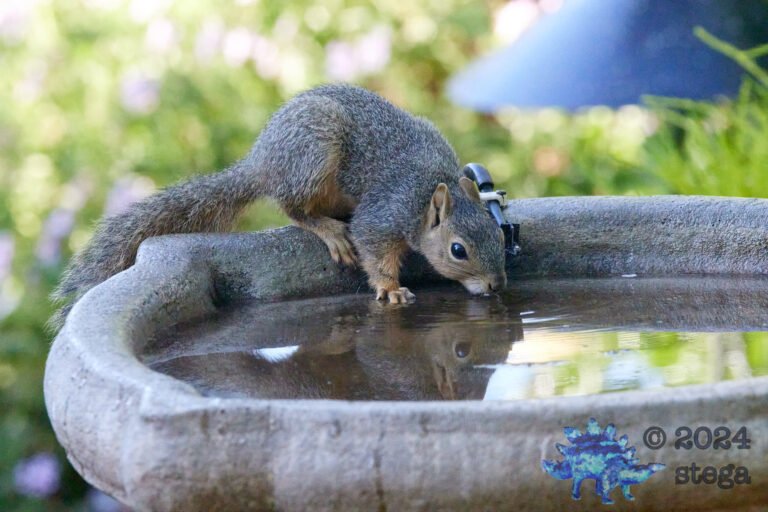 Fox Squirrel