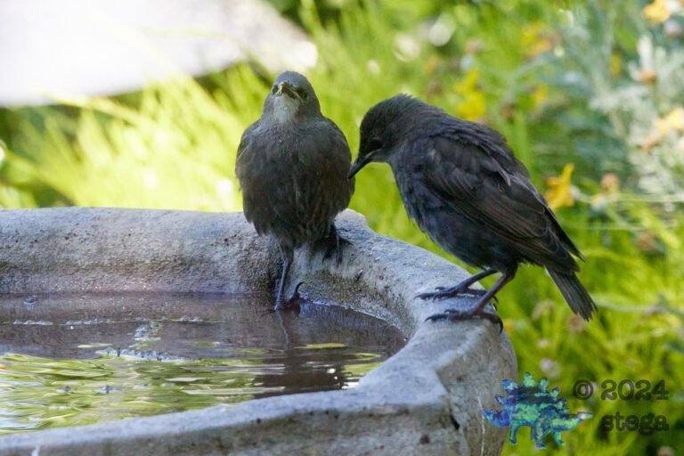 European Starlings